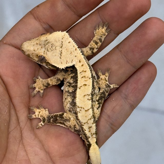 100% Het Axanthic Normal