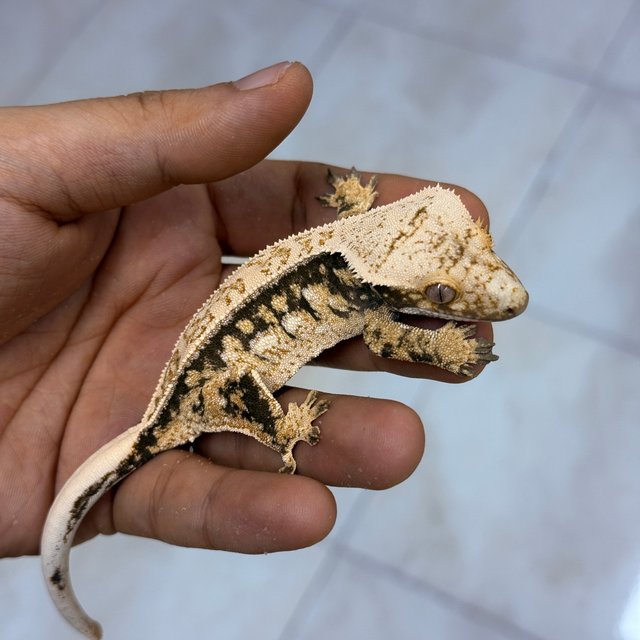 Normal 100% Het Axanthic