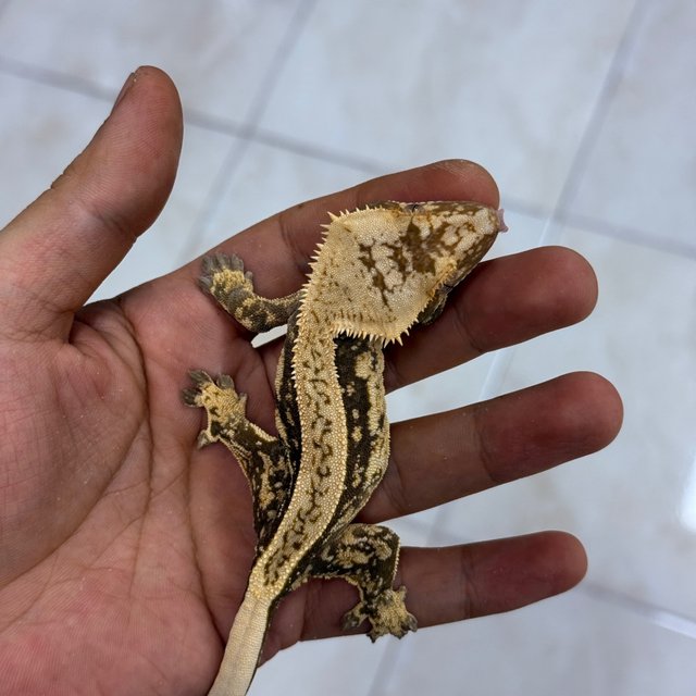 Normal 100% Het Axanthic