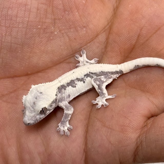 릴리 세이블 아잔틱