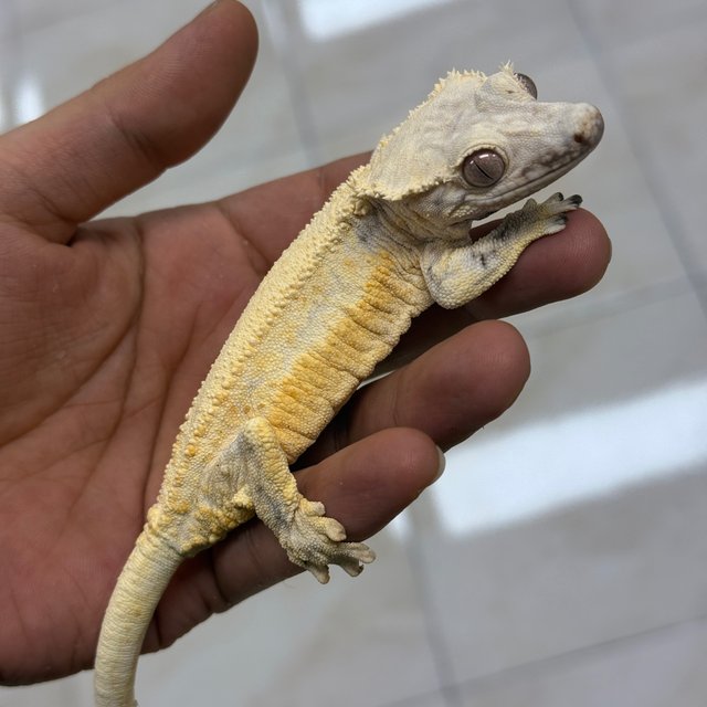 Lilly White