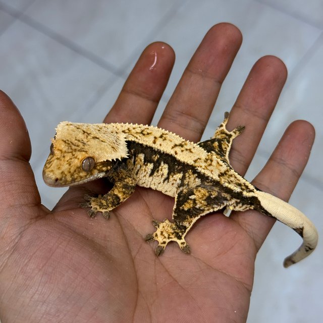 100% Het Axanthic Normal