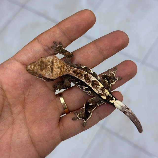 Cappuccino 100% Het Axanthic