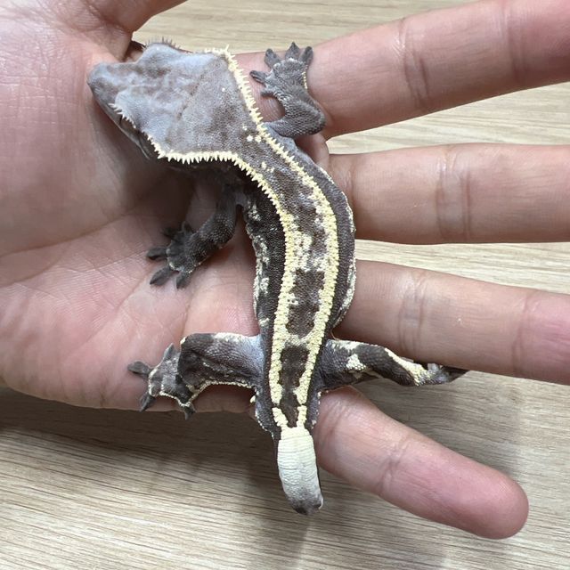 카푸치노