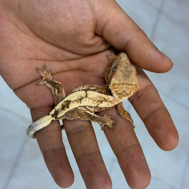 Sable 100% Het Axanthic