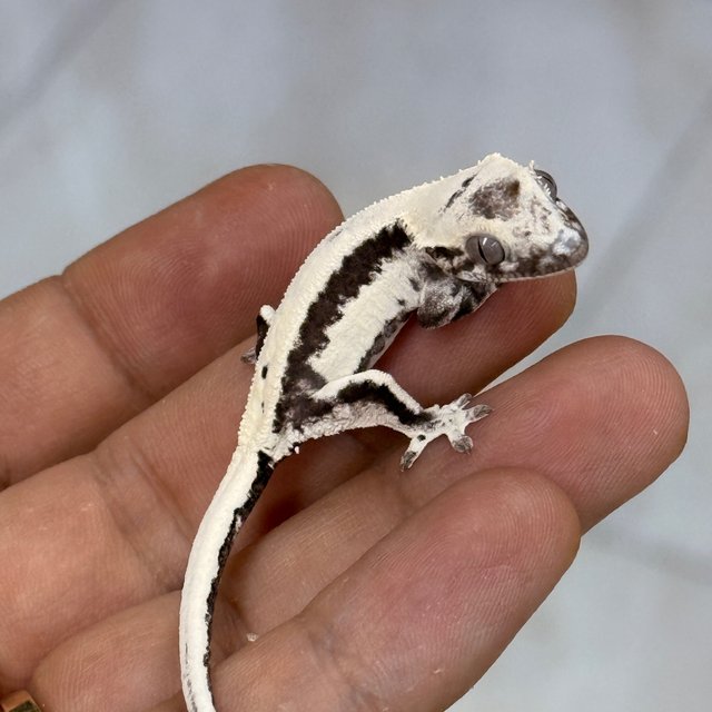 LW Sable Axanthic