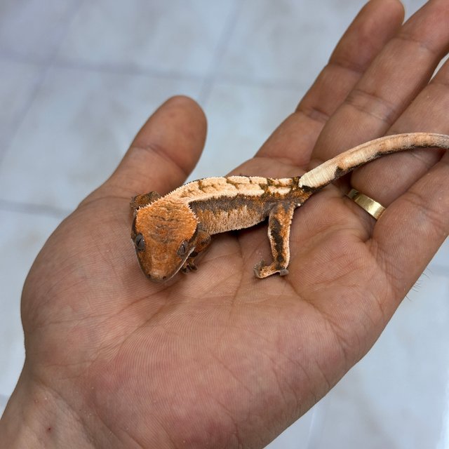 세이블 100%헷아잔틱