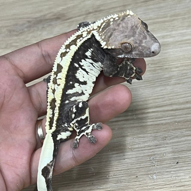 카푸치노