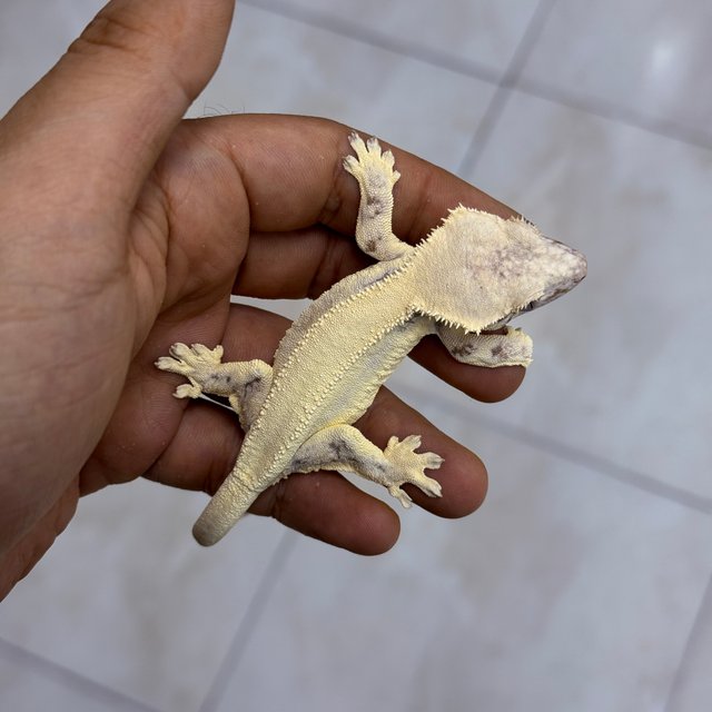 100% Het Axanthic LW Sable