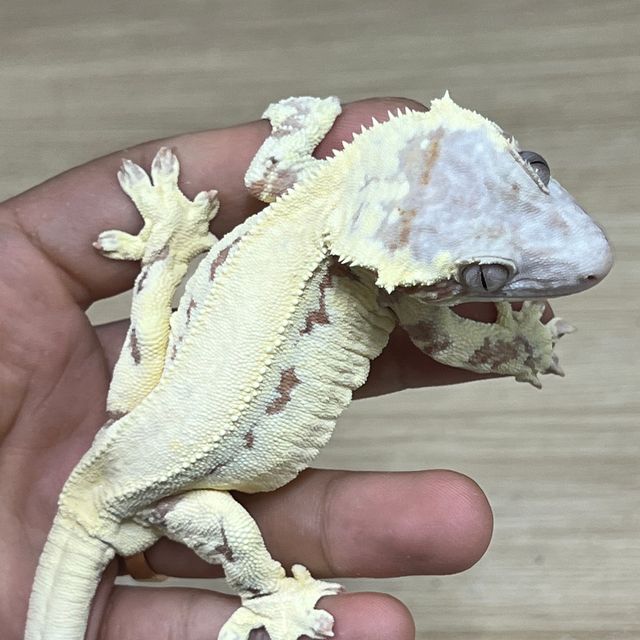 프라푸치노