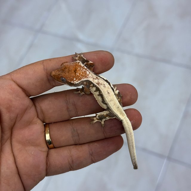 LW Sable 100% Het Axanthic