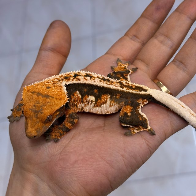 100% Het Axanthic Normal