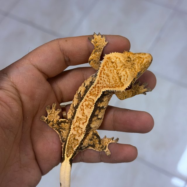 100% Het Axanthic Normal