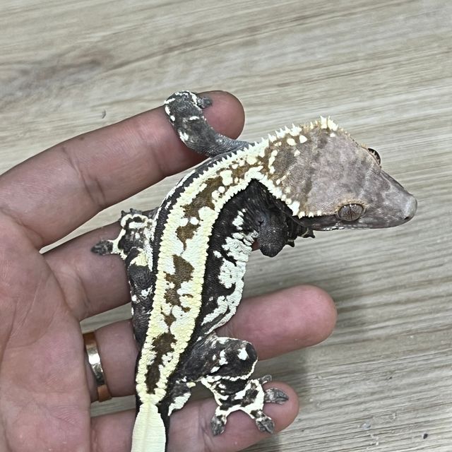 카푸치노