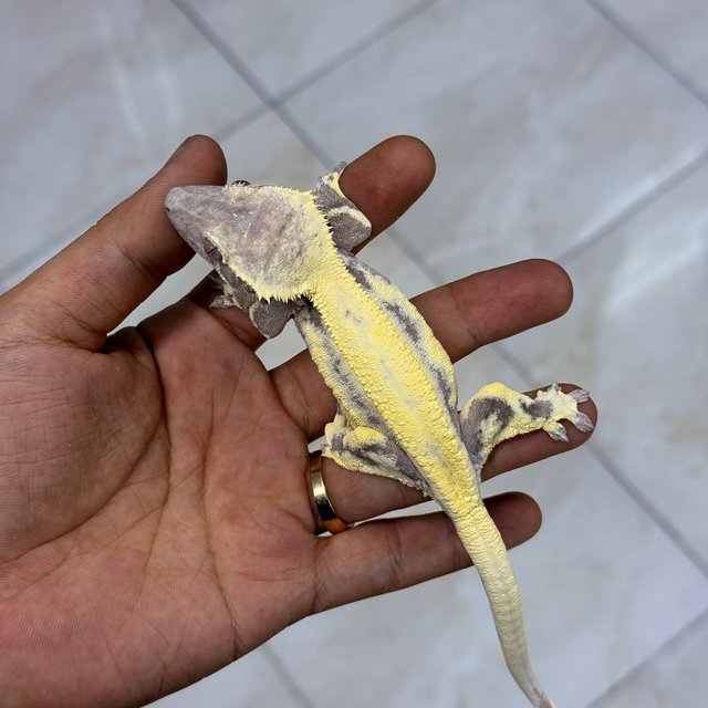 Axanthic LW Sable