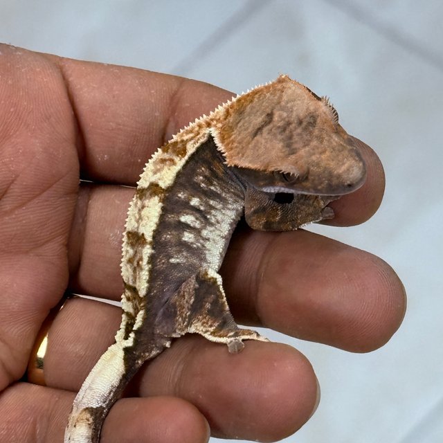 Cappuccino 100% Het Axanthic