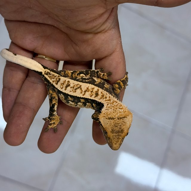 Normal 100% Het Axanthic