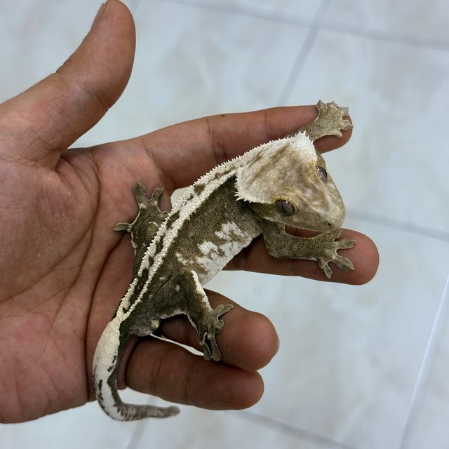 Axanthic