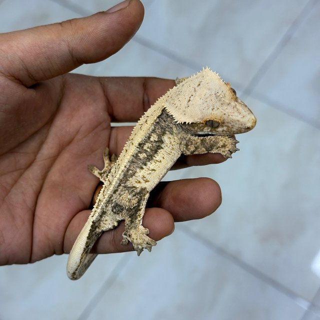Normal 100% Het Axanthic