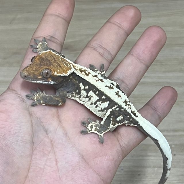 카푸치노