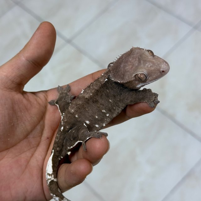 Axanthic
