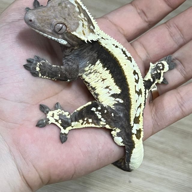 카푸치노