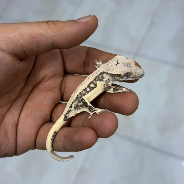 100% Het Axanthic 100% Het Chocho Lilly White