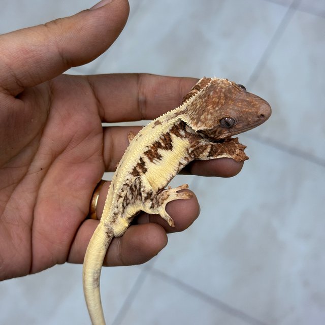 Lilly White Chocho