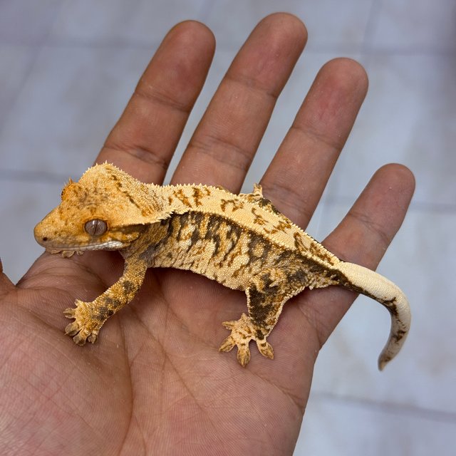 Normal 100% Het Axanthic