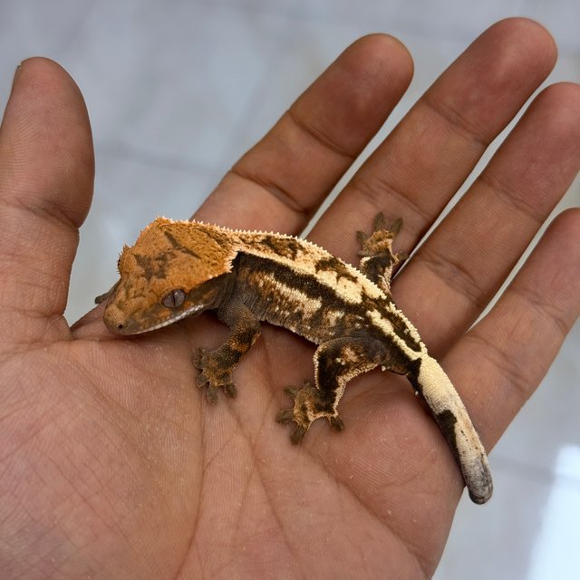 Sable 100% Het Axanthic