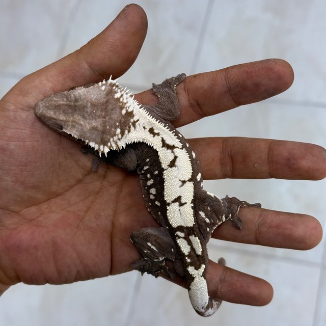 Sable Axanthic