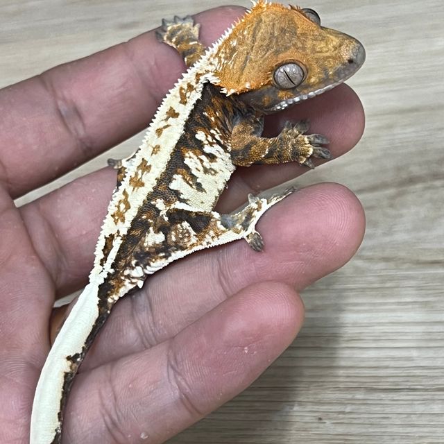 카푸치노