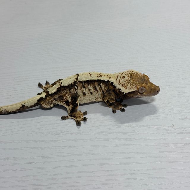 세이블