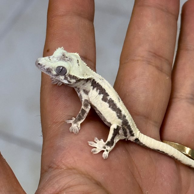 LW Sable Axanthic