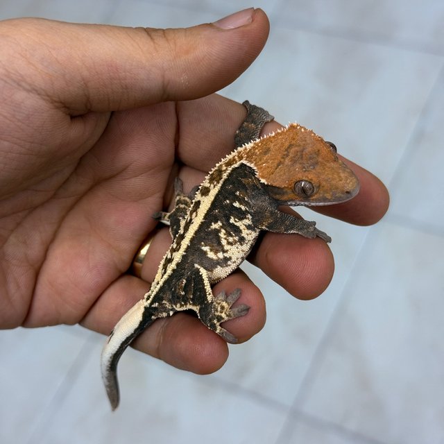 Cappuccino 100% Het Axanthic