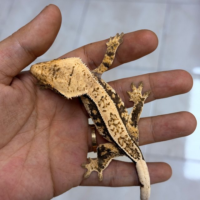 Normal 100% Het Axanthic