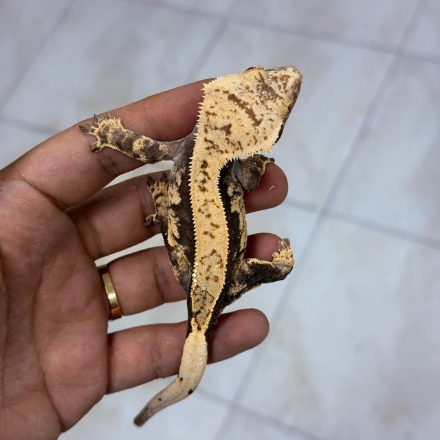 100% Het Axanthic Normal