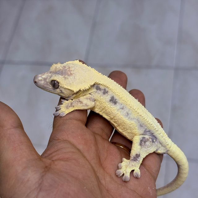 LW Sable