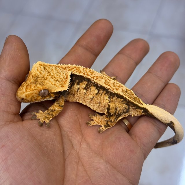 100% Het Axanthic Normal