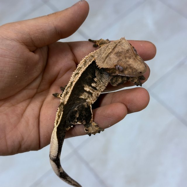 Normal 100% Het Axanthic