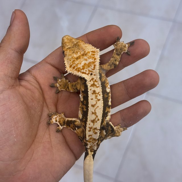 Normal
