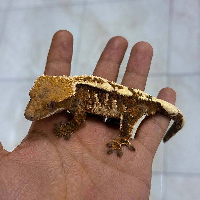 Sable 100% Het Axanthic