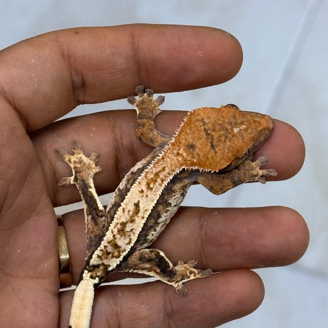 Cappuccino 100% Het Axanthic