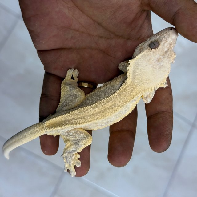 Lilly White