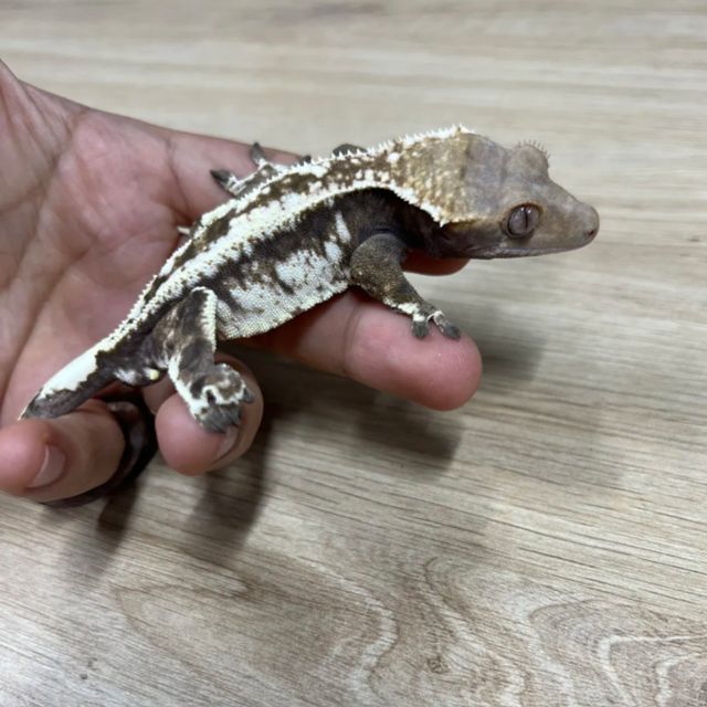 카푸치노