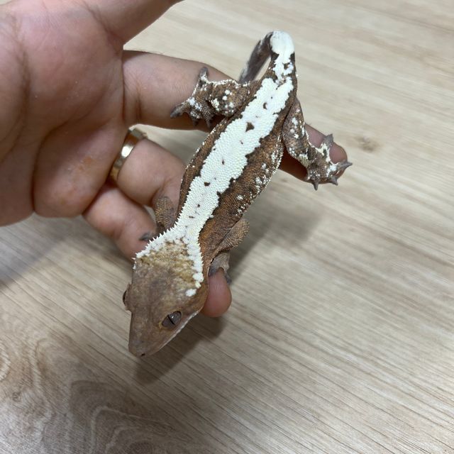 세이블