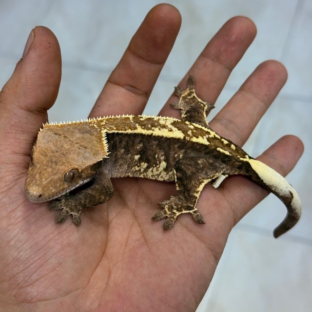 Cappuccino 100% Het Axanthic