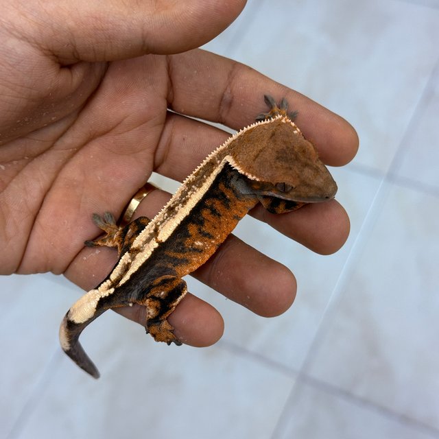 Sable 100% Het Axanthic