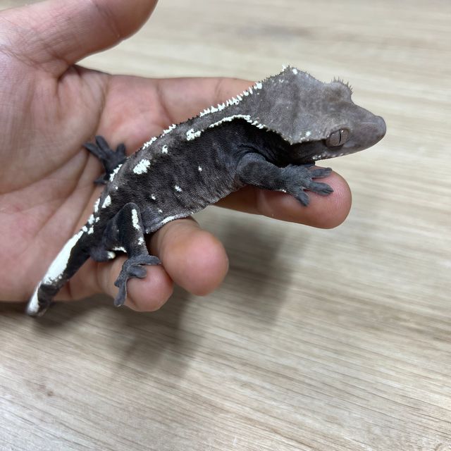 아잔틱