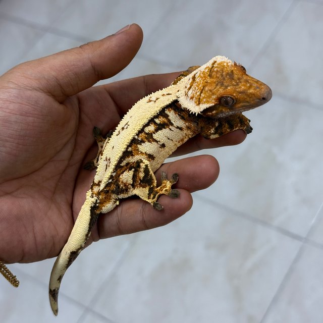 세이블